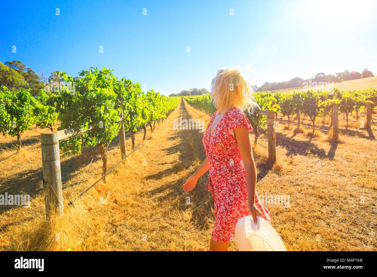 Vignoble australien. Caucasian farmer carefree promenades parmi les rangées de raisins blancs. Femme blonde avec robe rouge et hat étant prêt pour la récolte. Coucher du soleil la lumière. Margaret River, Australie de l'Ouest. Banque D'Images