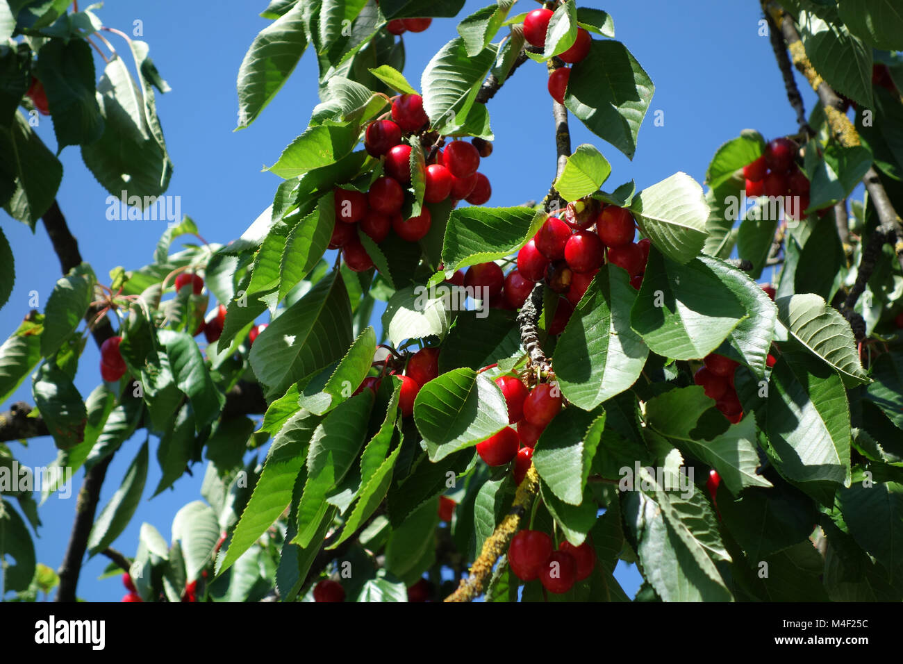 Prunus avium, sweet cherry Banque D'Images