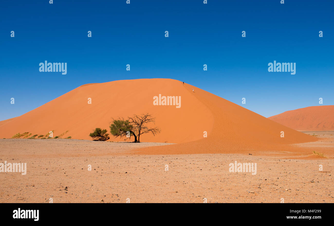 Dune 45, Sossusvlei, Namib-Naukluft National Park, Namibie Banque D'Images