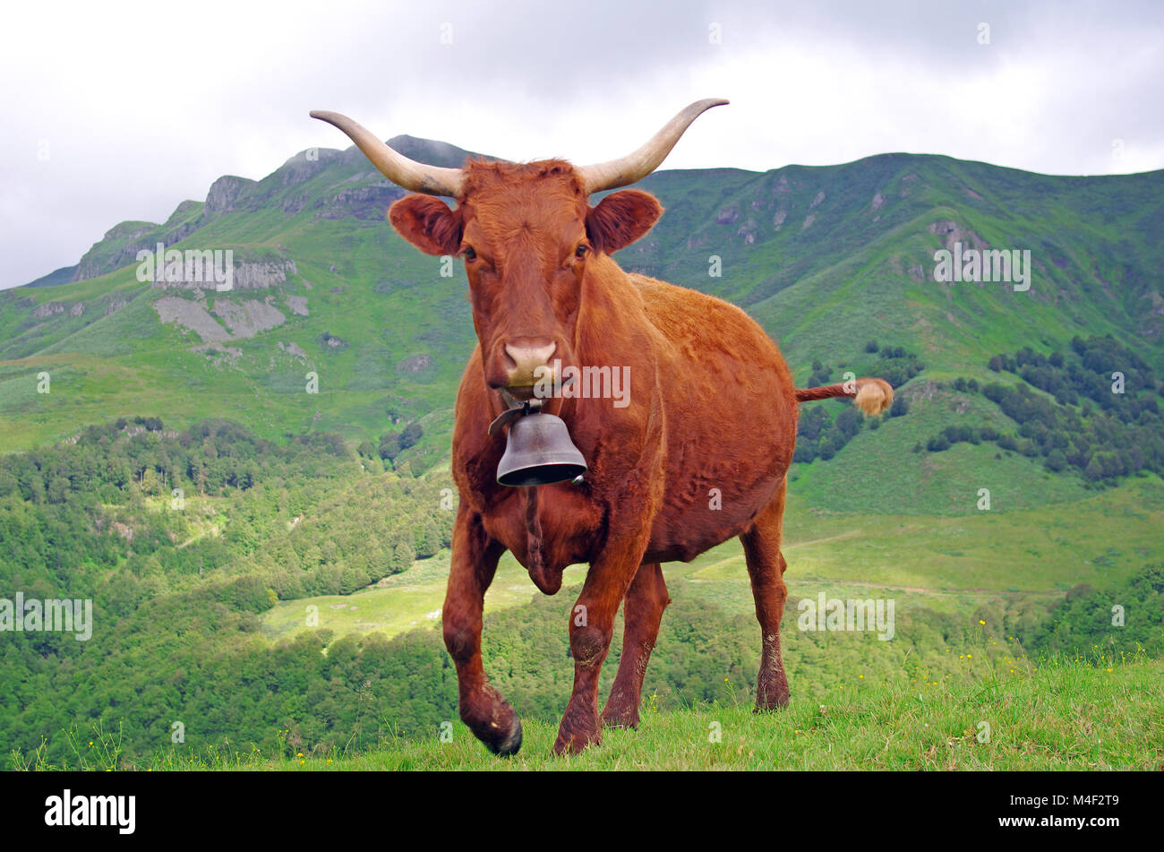 Vache de charge avec montagnes en arrière-plan Banque D'Images