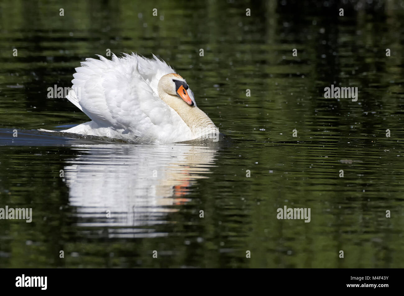 Cygne muet sur un lac Banque D'Images