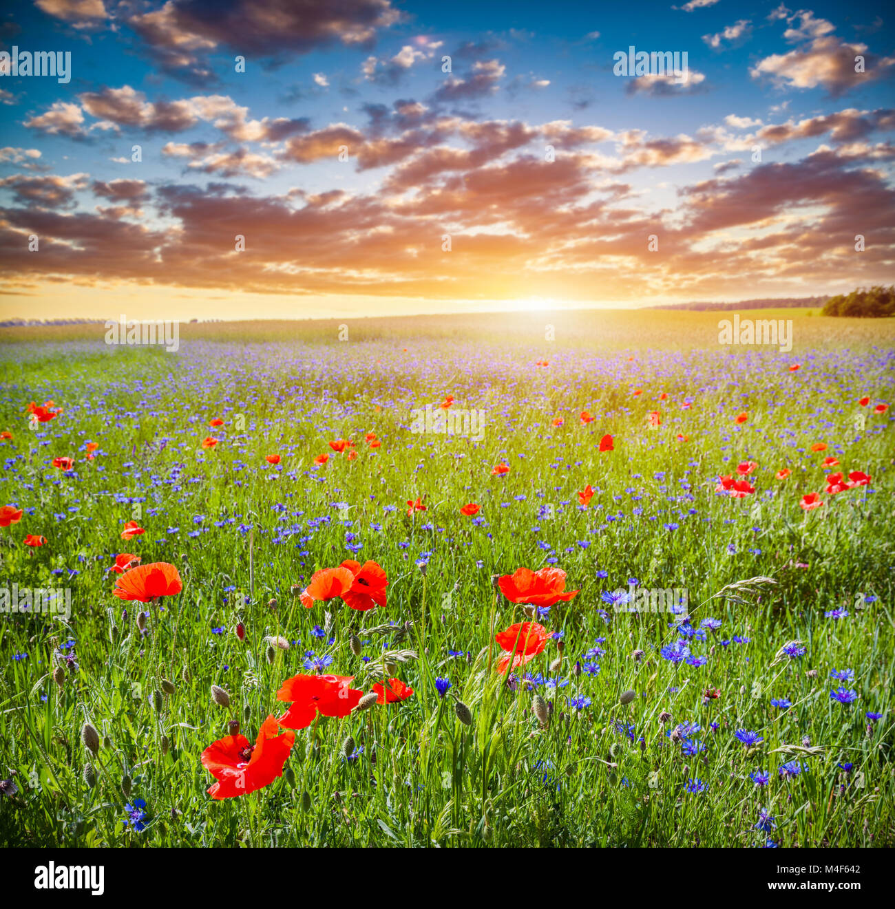 Champ de coquelicots, campagne d'été au coucher du soleil Banque D'Images