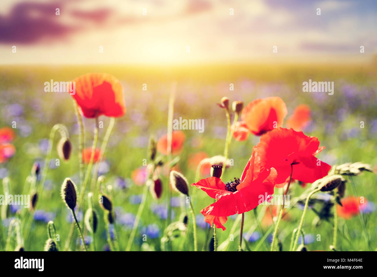 Champ de coquelicots, coquelicots fleurs de près. Paysage d'été au coucher du soleil Banque D'Images