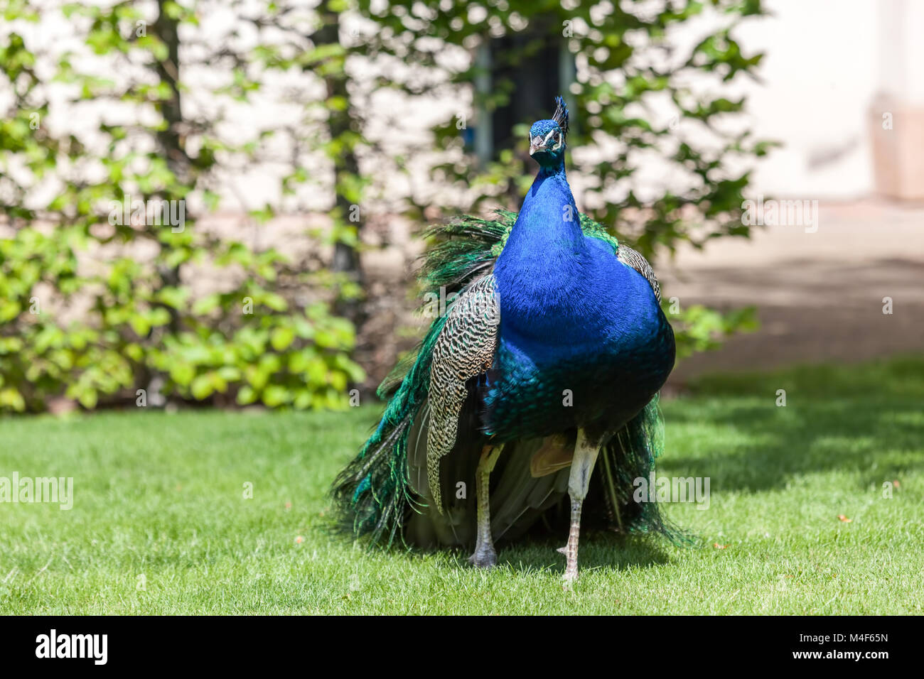 Peacock dans palace gardens à Prague, République tchèque. Banque D'Images
