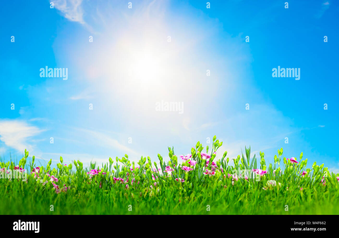 Summer meadow fleurs dans l'herbe verte, ciel bleu ensoleillé Banque D'Images