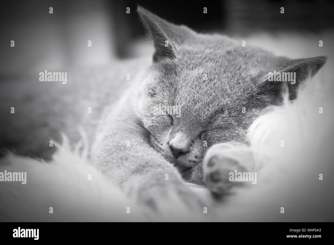Jeune chat mignon reposant sur la fourrure blanche Banque D'Images