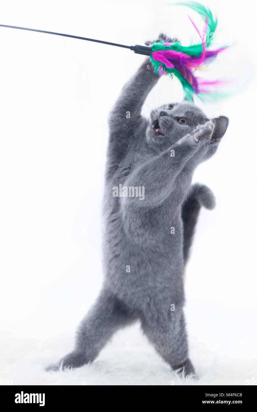 Jeune chat jouant avec un bâton toy Banque D'Images