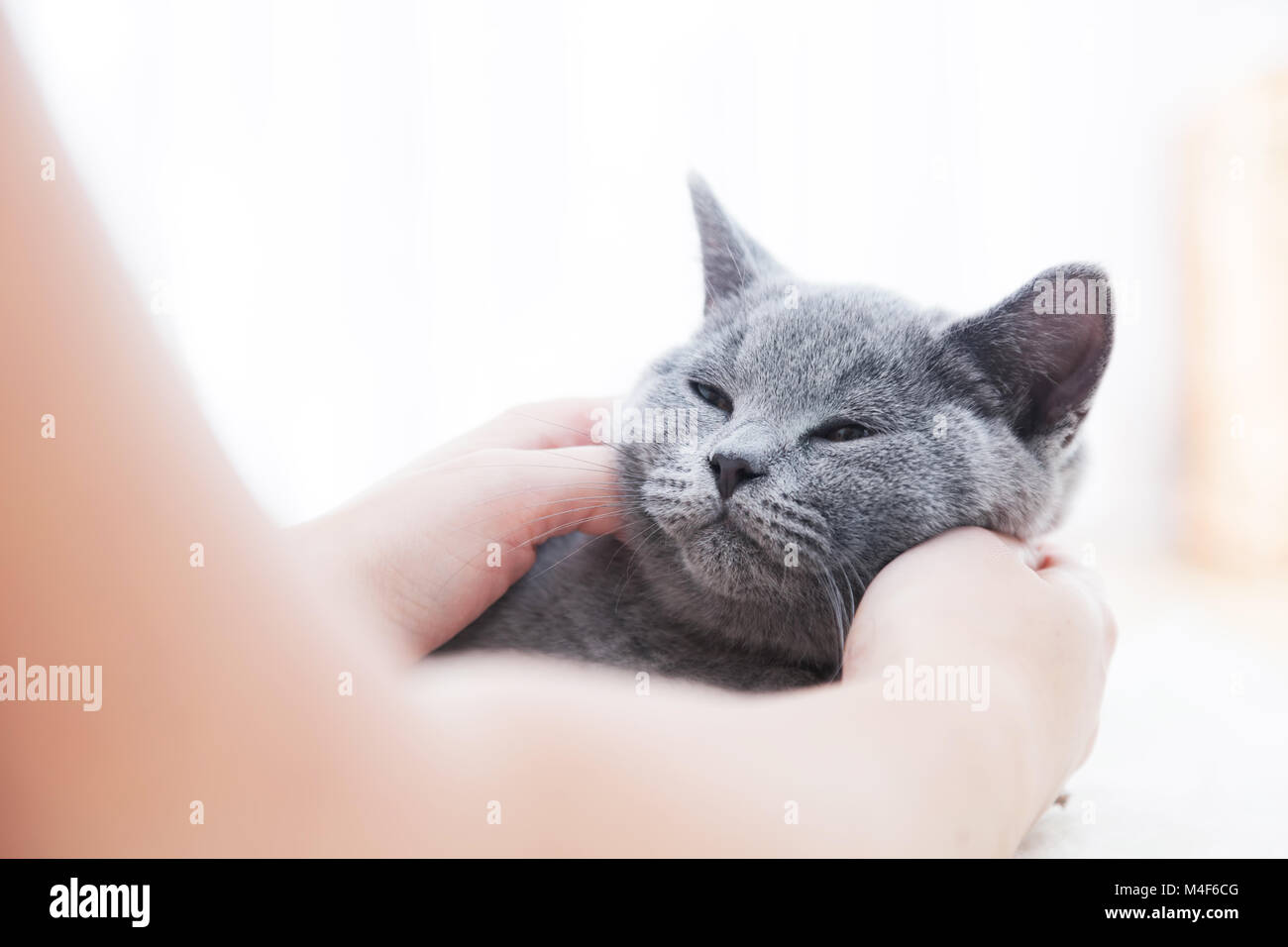 Jeune chat jouant sur la fourrure blanche Banque D'Images