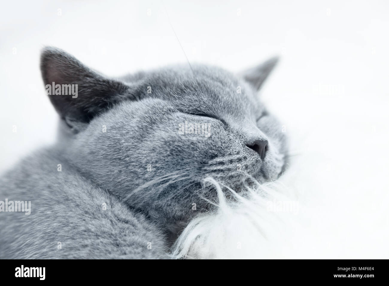 Jeune chat mignon reposant sur la fourrure blanche Banque D'Images