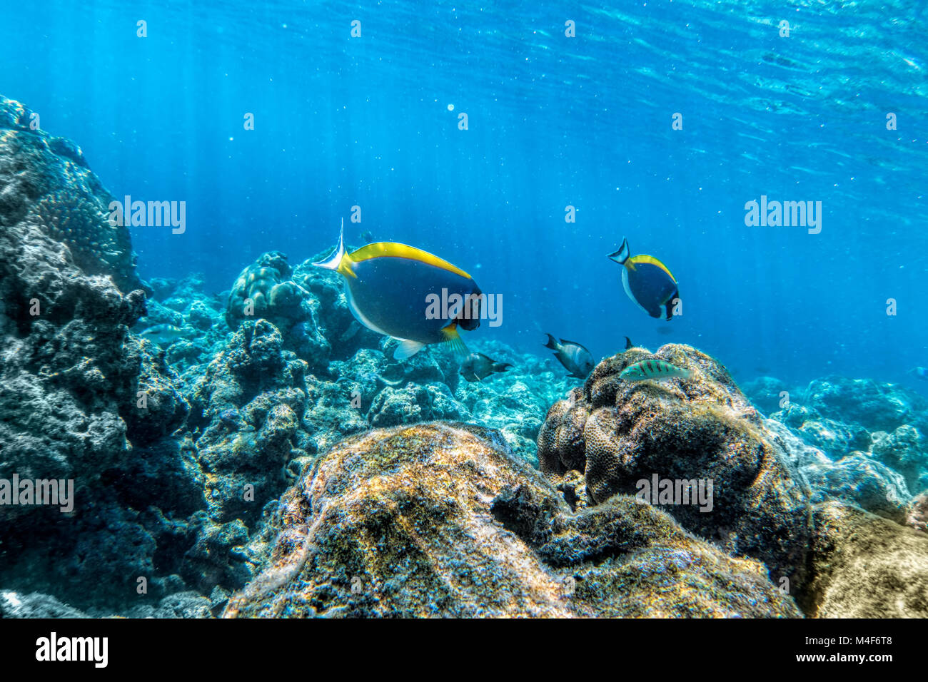 Récif de corail sous-marine et les poissons dans l'Océan Indien, les Maldives. Banque D'Images