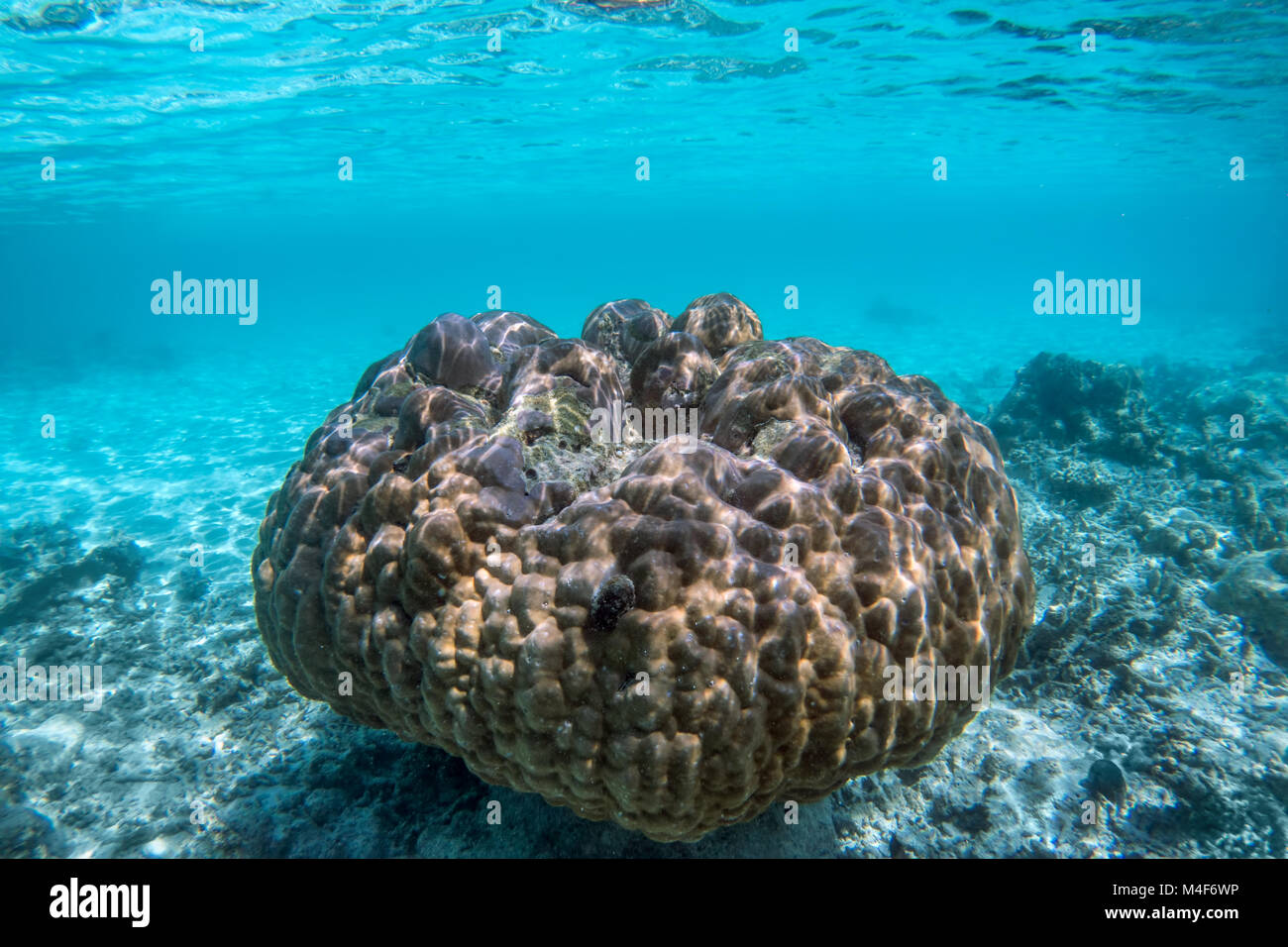 Récif de corail sous-marine et les poissons dans l'Océan Indien, les Maldives. Banque D'Images