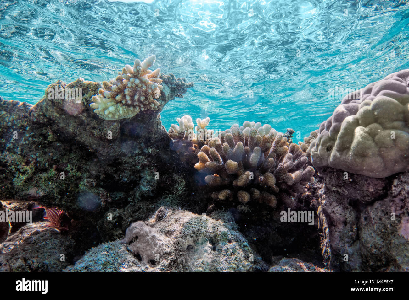 Récif de corail sous-marine et les poissons dans l'Océan Indien, les Maldives. Banque D'Images