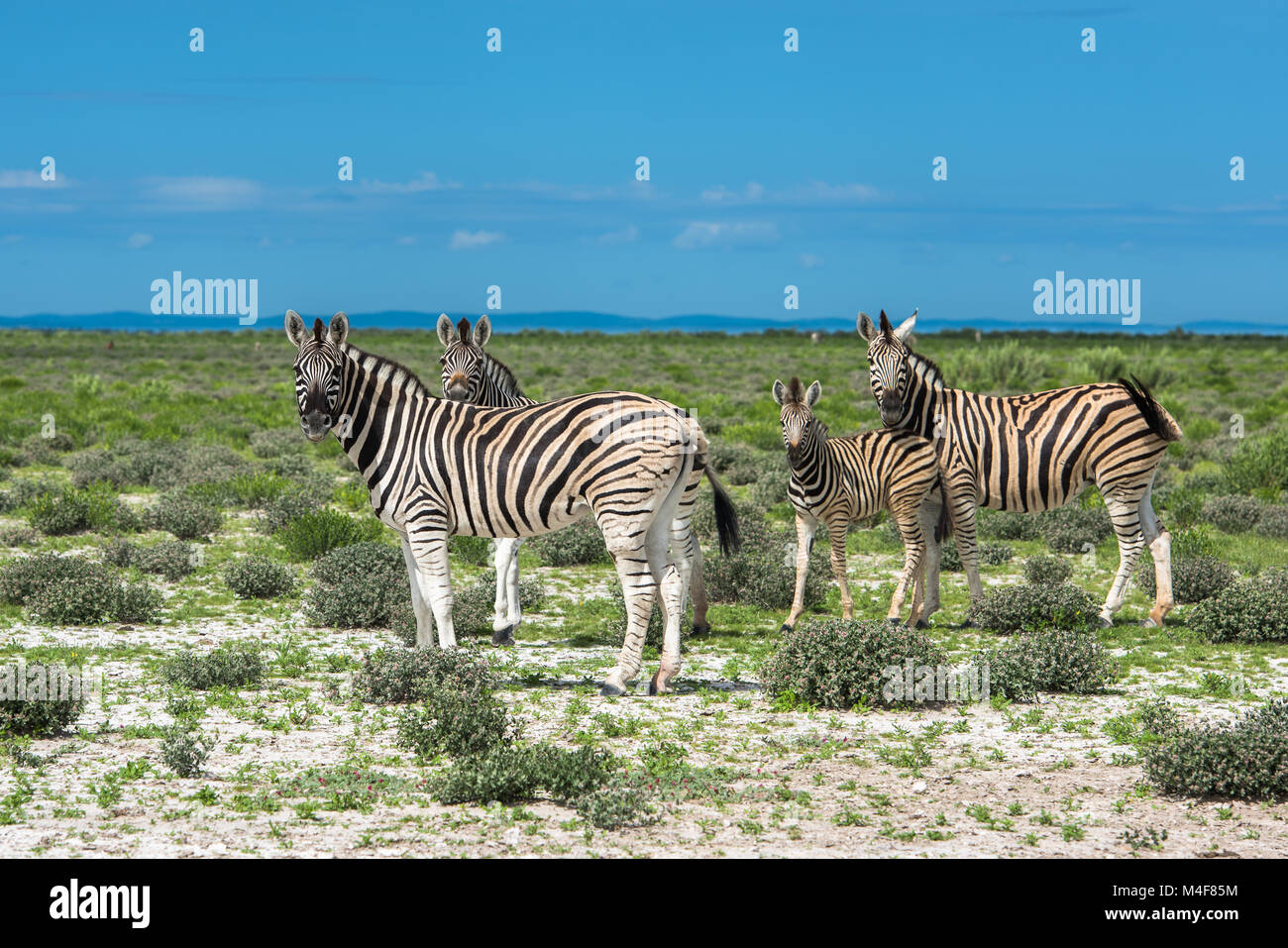 Les zèbres dans le parc national d'Etosha, Namibie Banque D'Images