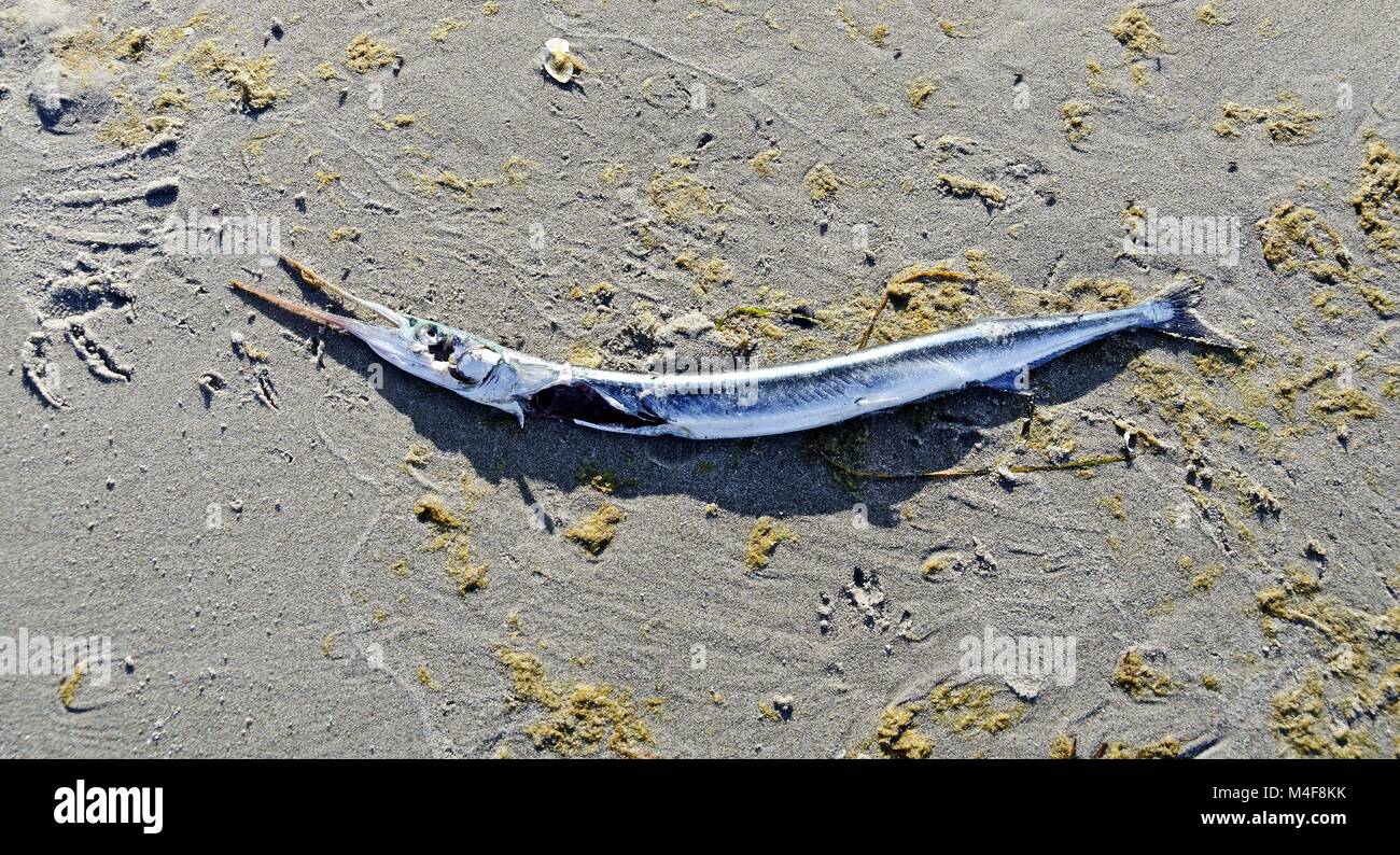 Aiguille de mer Banque de photographies et d'images à haute résolution -  Alamy