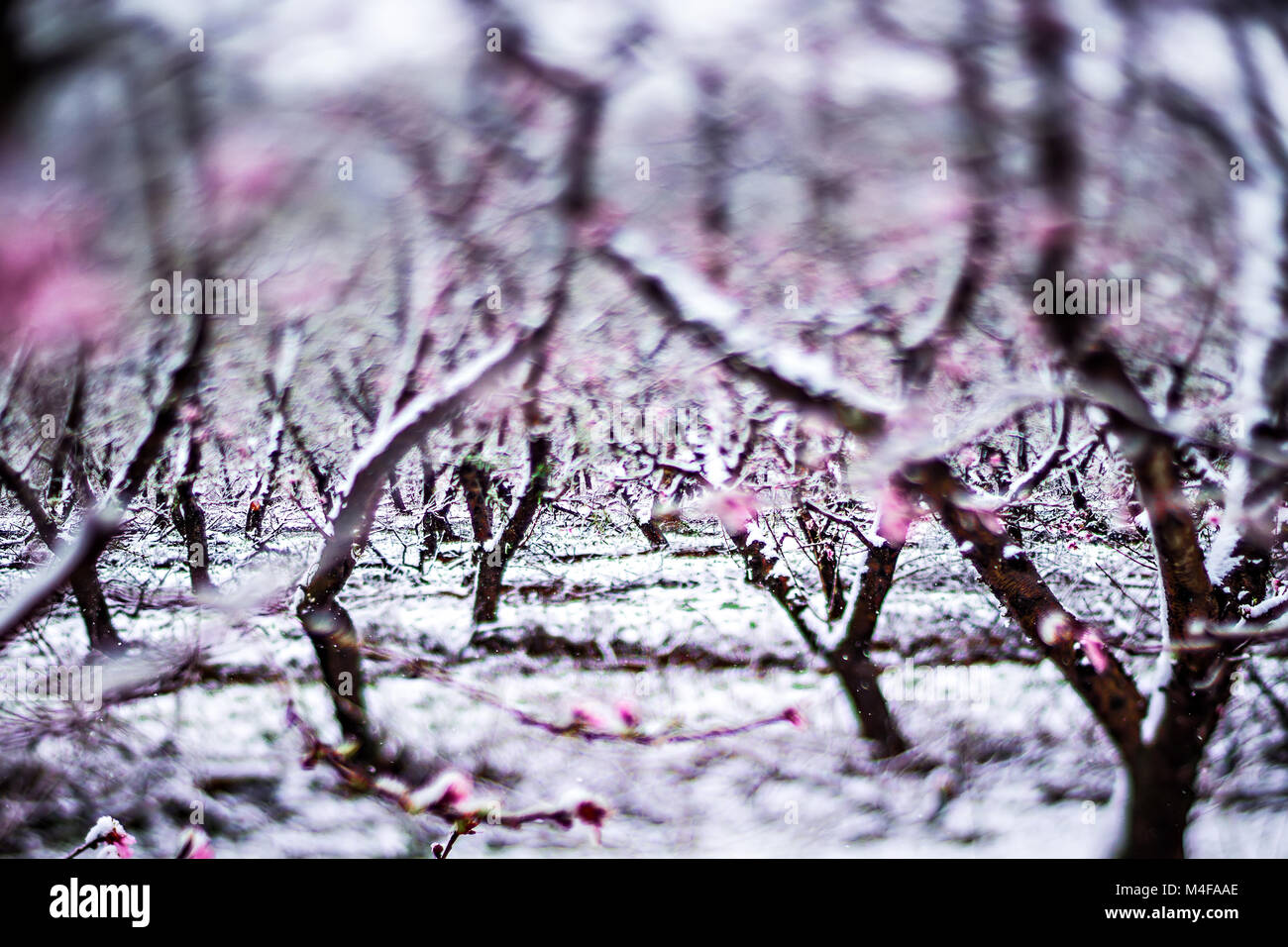 Peach tree farm au printemps avec de la neige en fleurs Banque D'Images