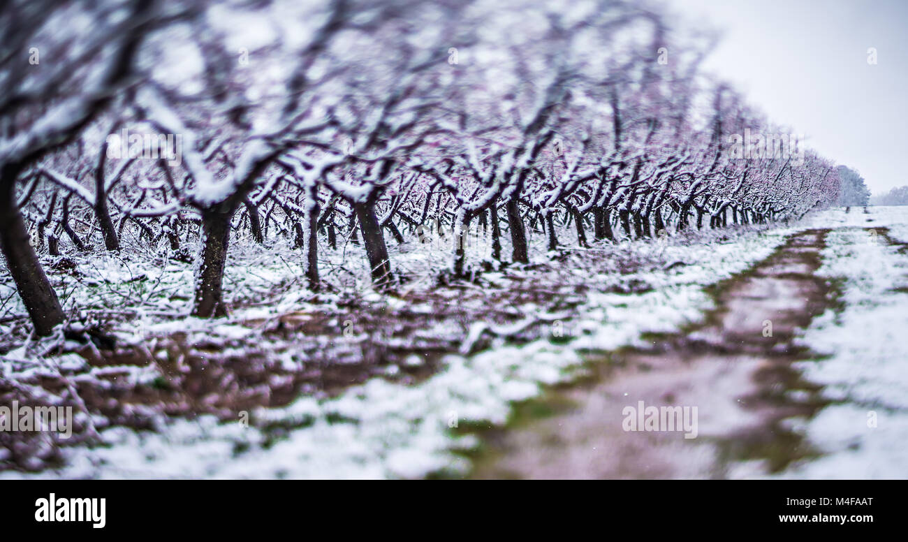 Peach tree farm au printemps avec de la neige en fleurs Banque D'Images