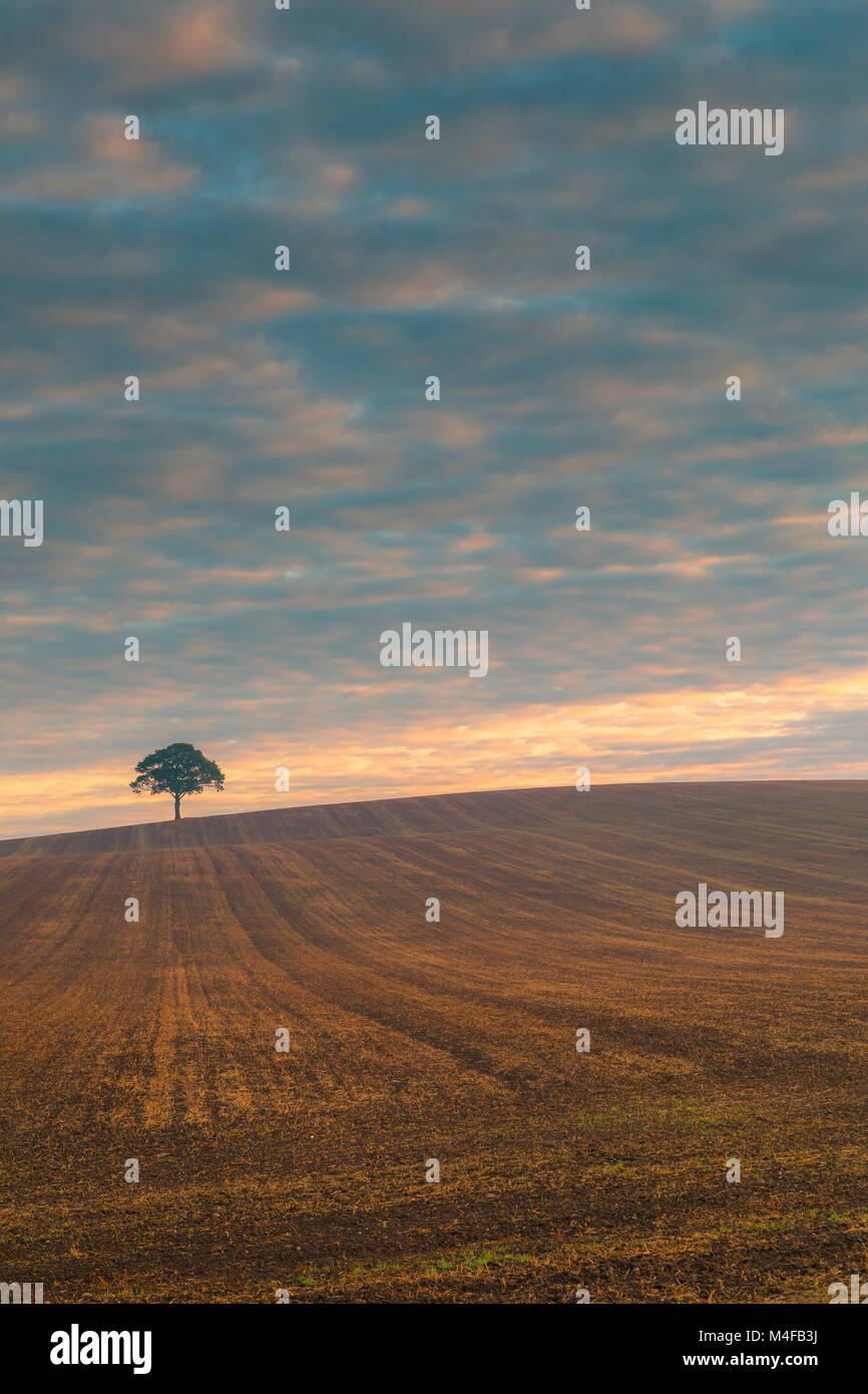 Un arbre isolé sur l'horizon au lever du soleil. Banque D'Images