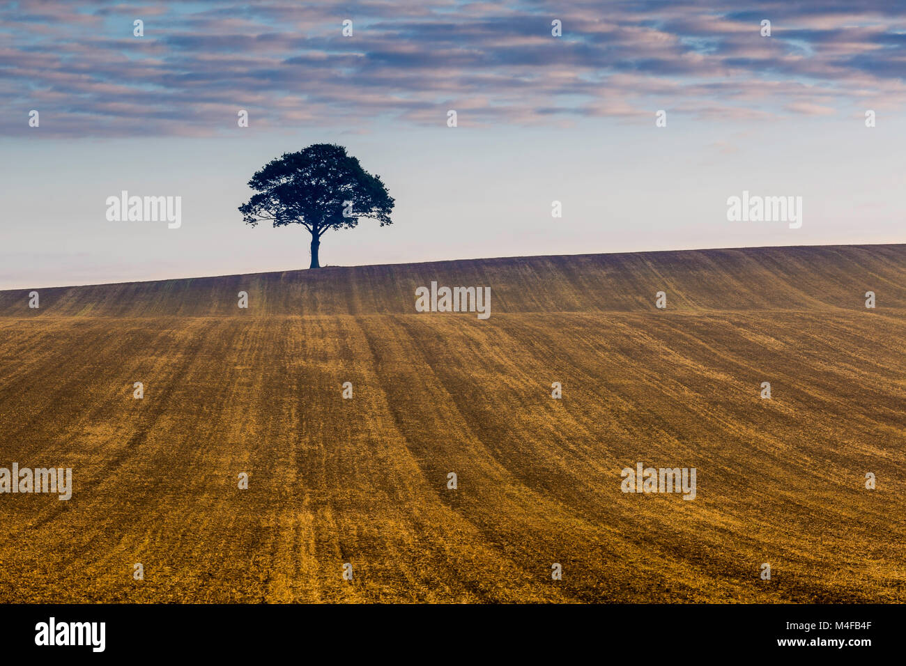 Un arbre isolé sur l'horizon au lever du soleil. Banque D'Images