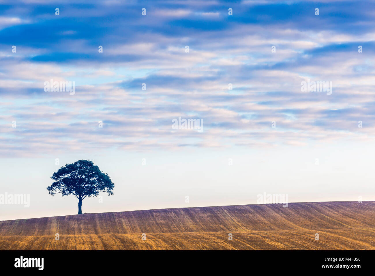 Un arbre isolé sur l'horizon au lever du soleil. Banque D'Images