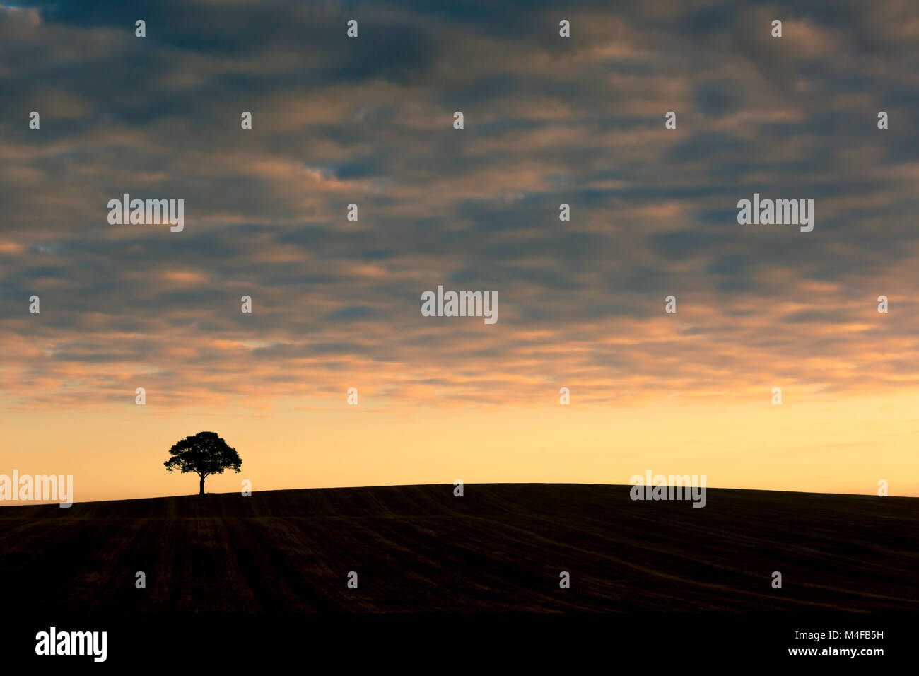 Un arbre isolé sur l'horizon au lever du soleil. Banque D'Images