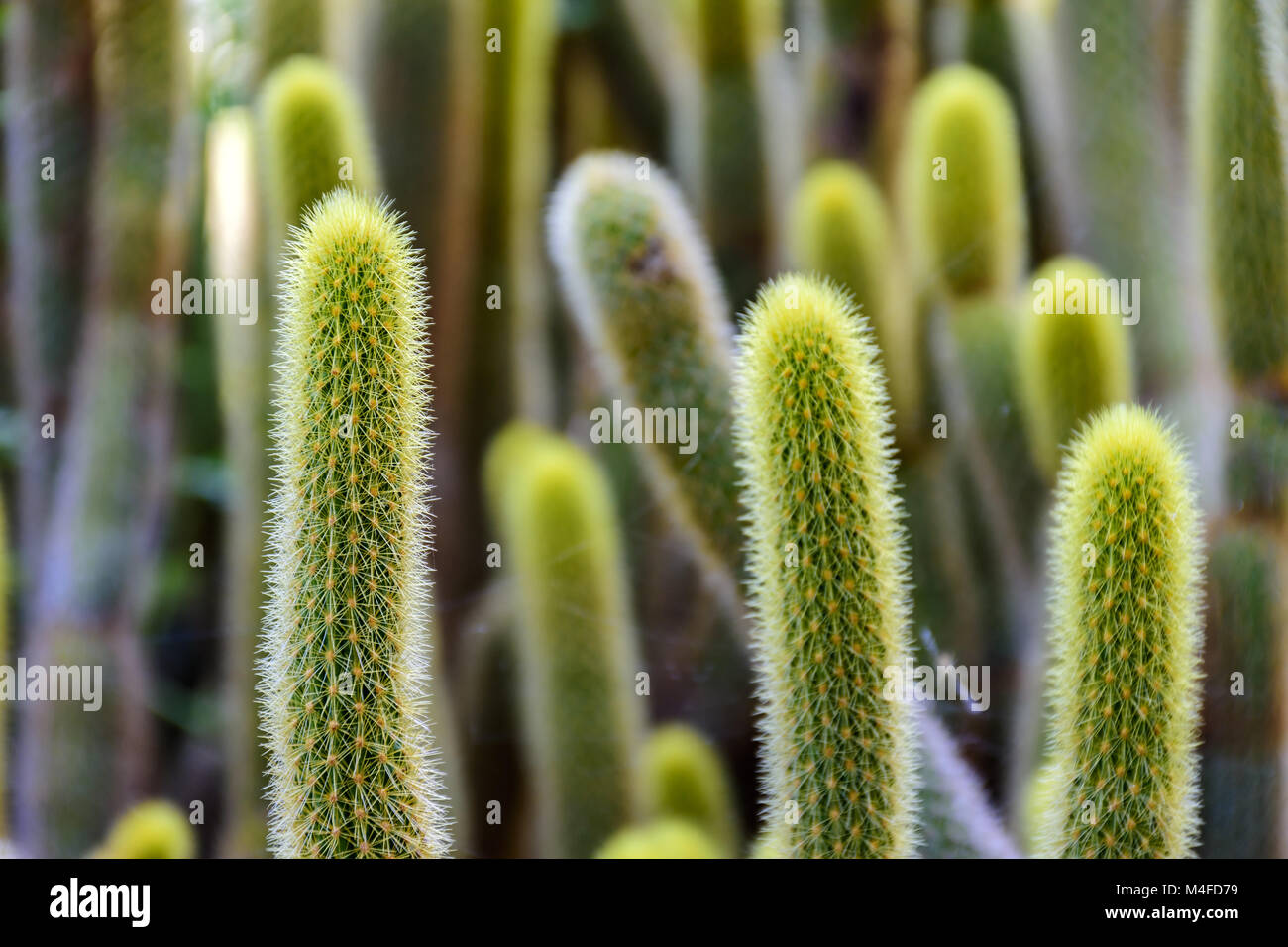 Cactus vert avec des épines Banque D'Images