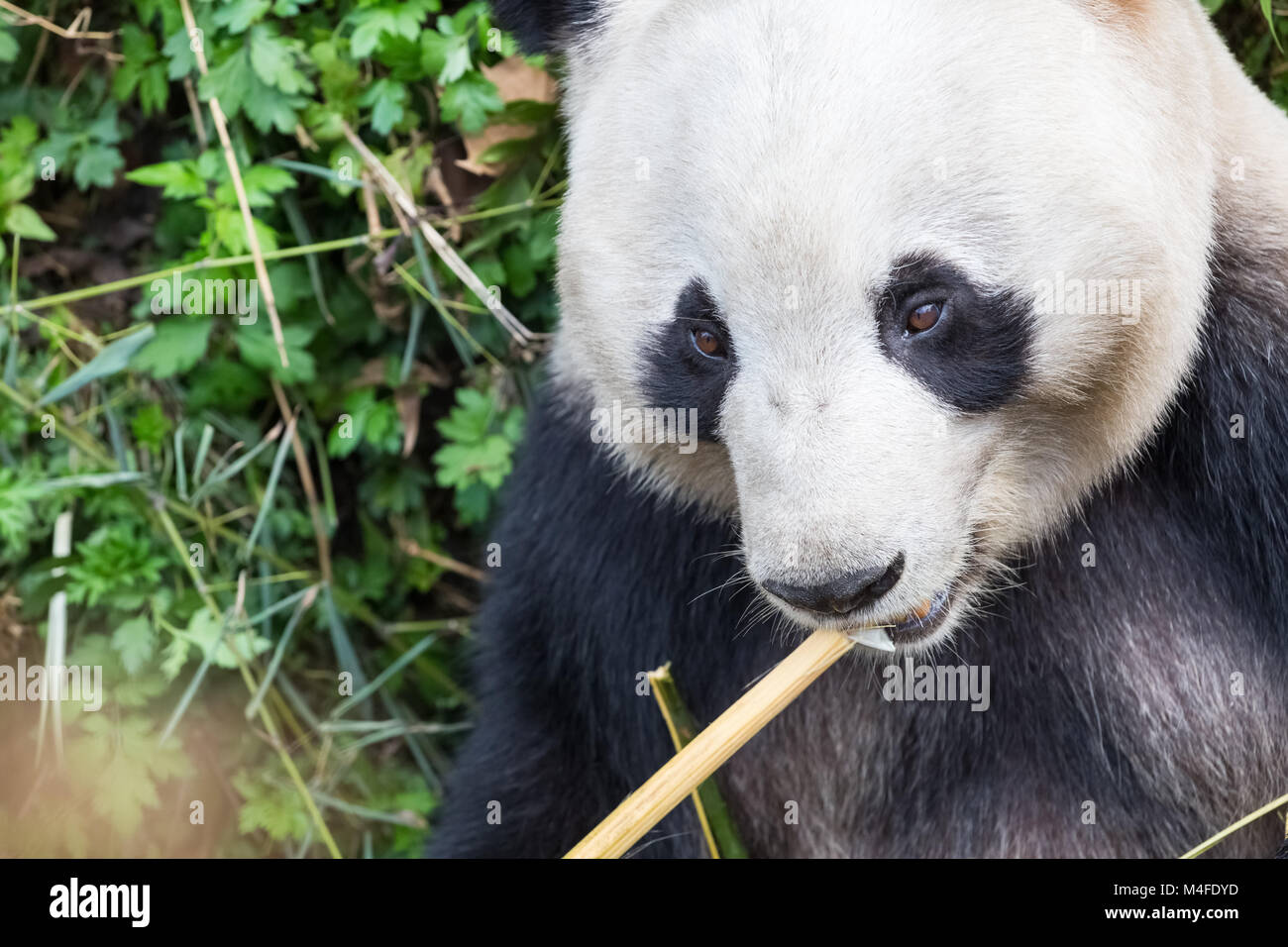 Panda géant libre Banque D'Images