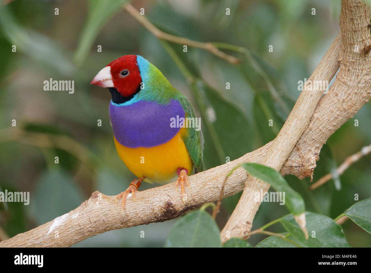 Erythrura gouldiae Gouldian finch - Banque D'Images