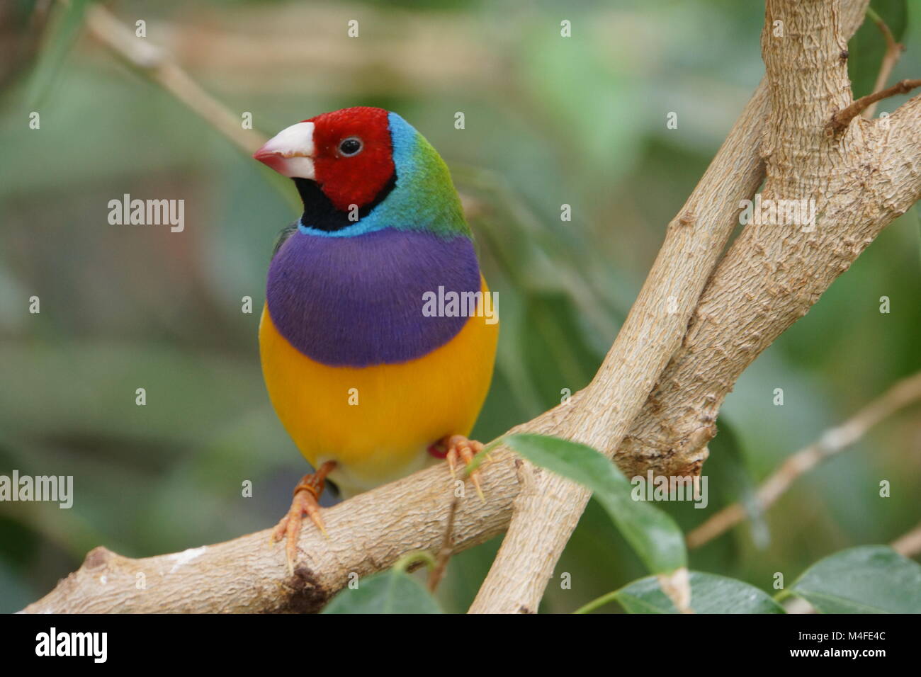Erythrura gouldiae Gouldian finch - Banque D'Images