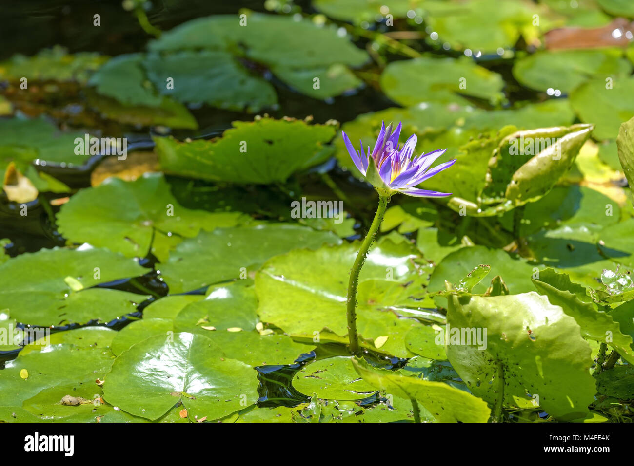 Water Lilly rose Banque D'Images