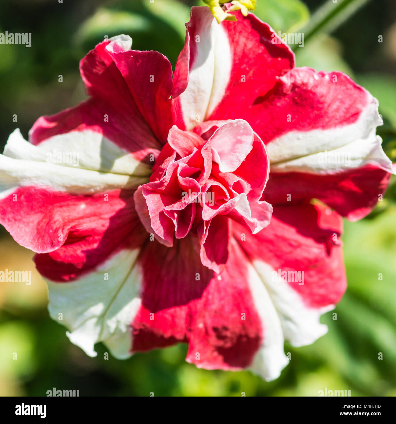 Un plan macro sur une variété de pétunia à rayures. Banque D'Images