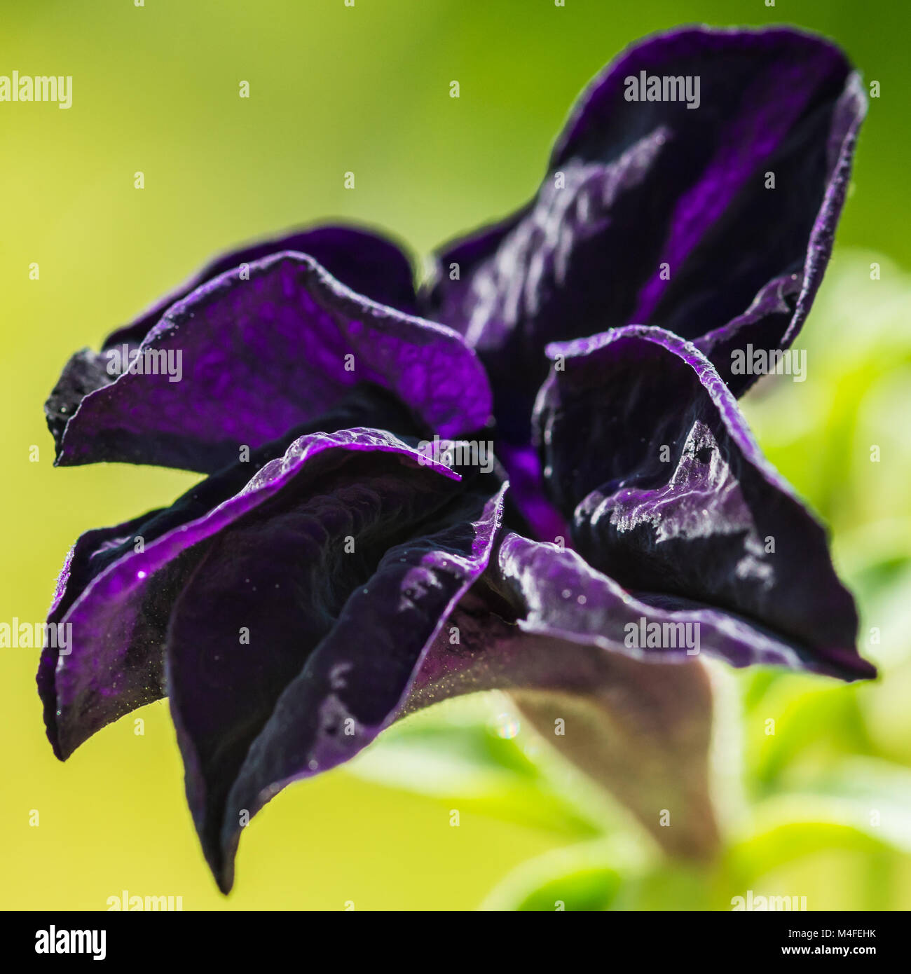 Un plan macro sur une variété de pétunia. Banque D'Images