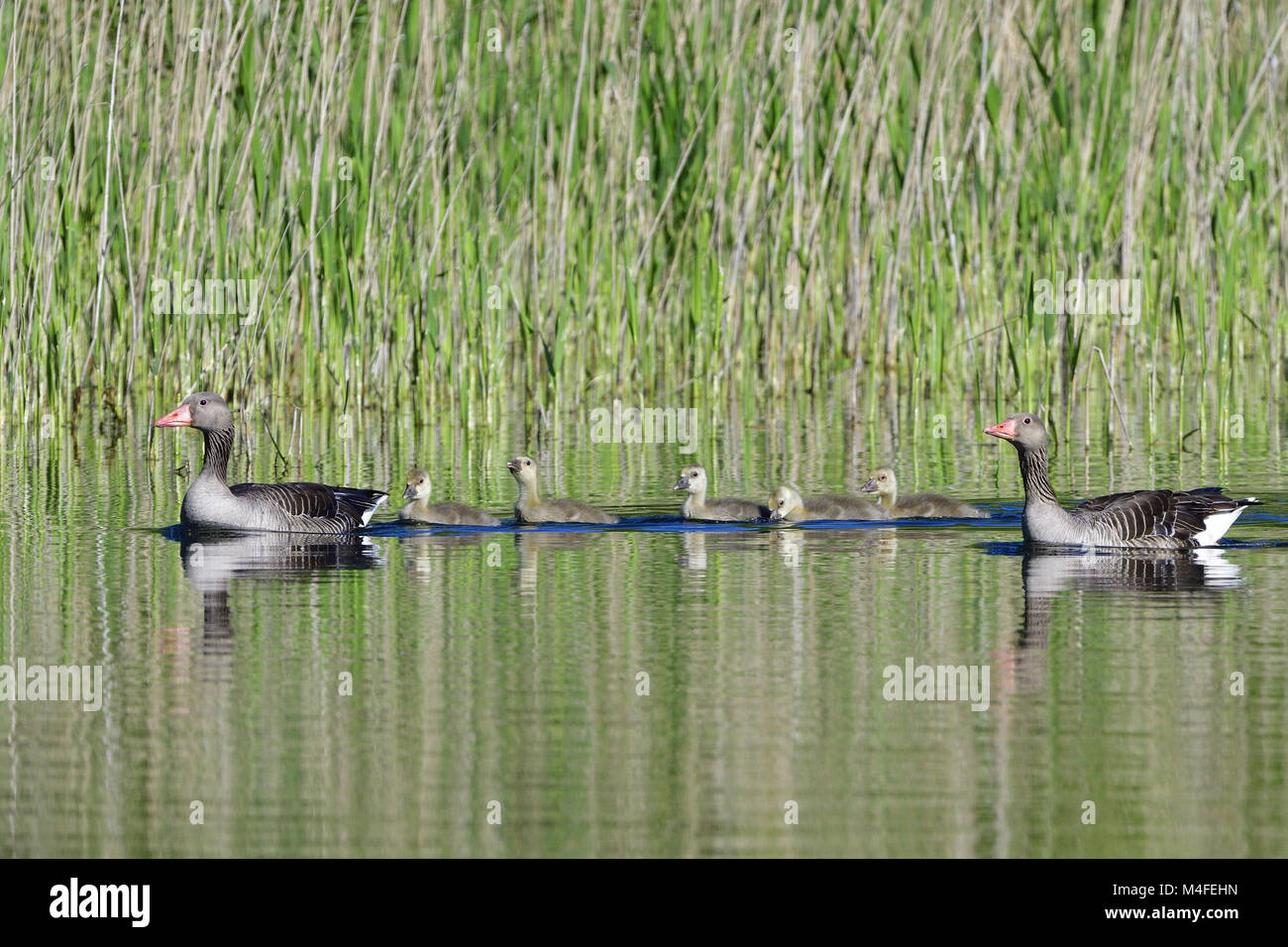 Oie cendrée Banque D'Images