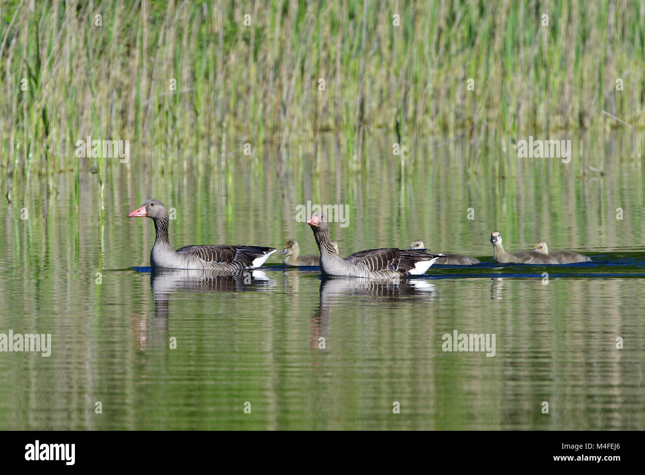 Oie cendrée Banque D'Images