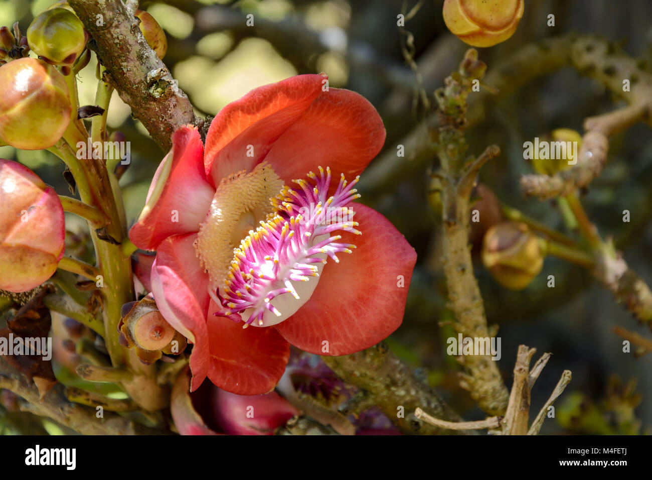 Cannon Ball tree flower Banque D'Images