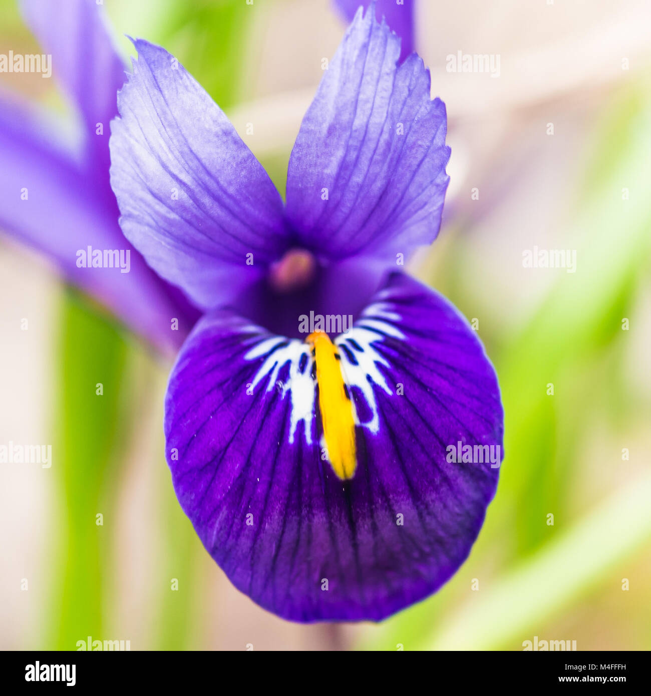 Un plan macro sur un iris mauve miniature appelé l'harmonie. Banque D'Images