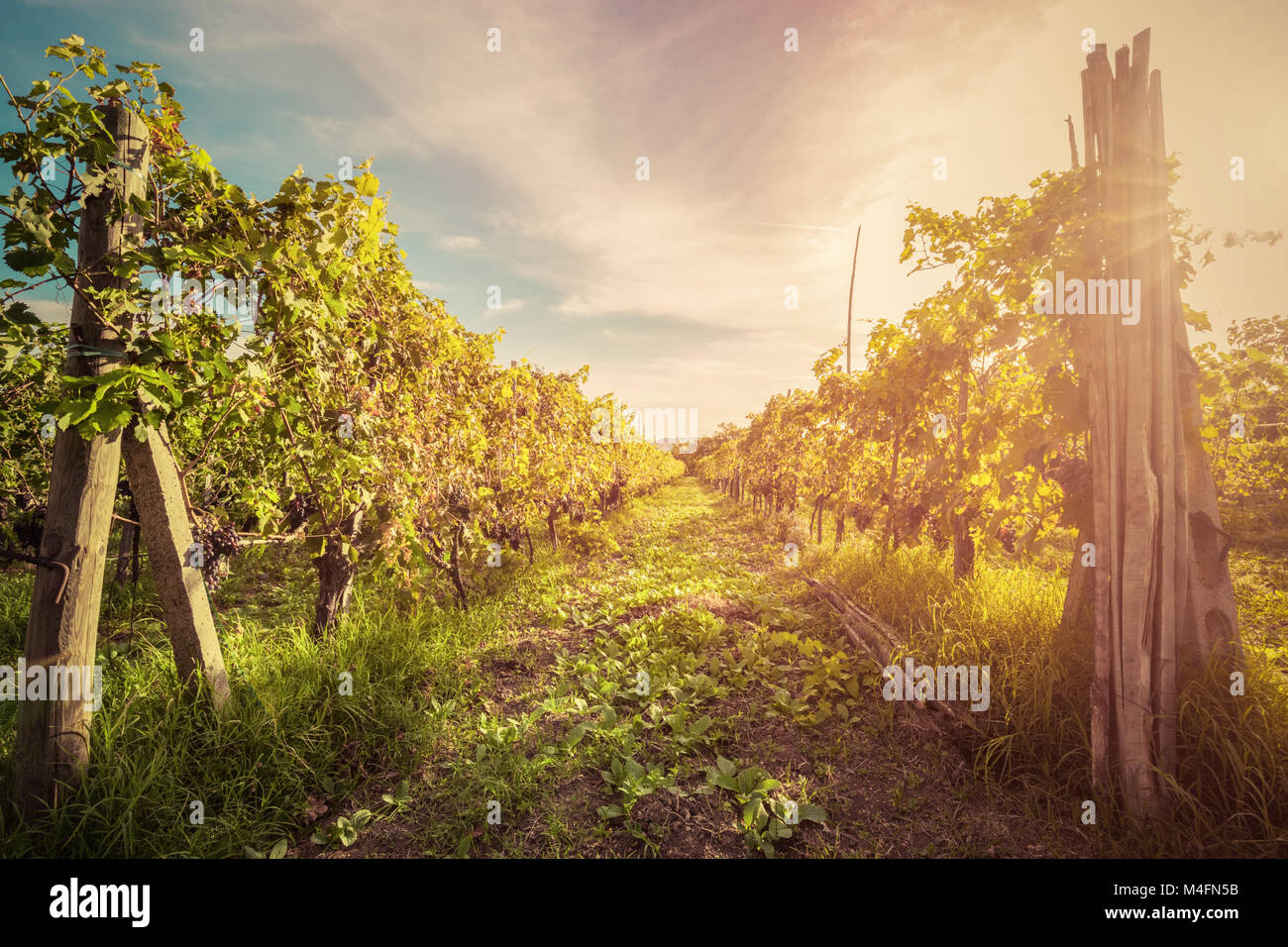 Vignoble en Toscane, Italie. Wine farm au coucher du soleil. Vintage Banque D'Images