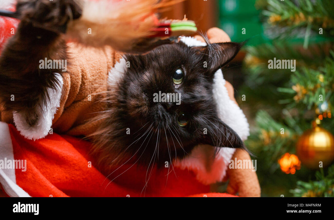 Photo de chat noir en costume de cerfs au Santa's arms sur fond de l'épinette de fête Banque D'Images