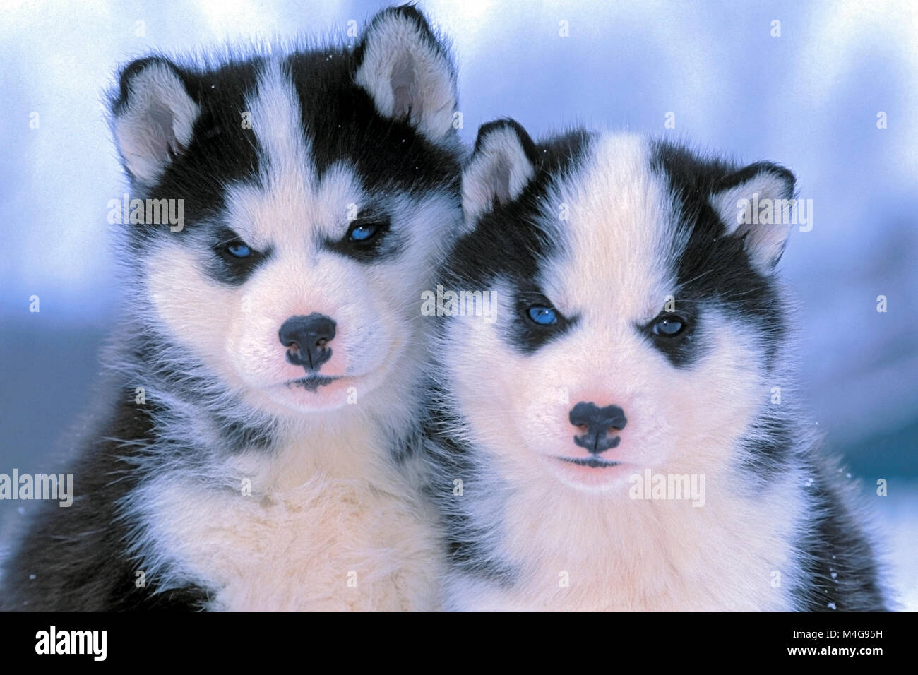 Deux chiots Husky sibériens âgés de six semaines, ensemble, portrait Banque D'Images