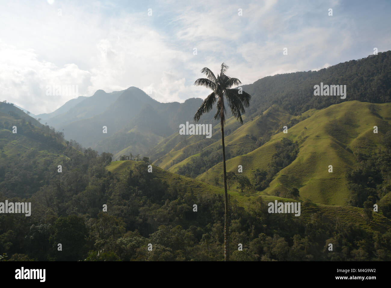 Un très grand palm cire unique en Colombie en face d'un magnifique paysage de montagne. Banque D'Images
