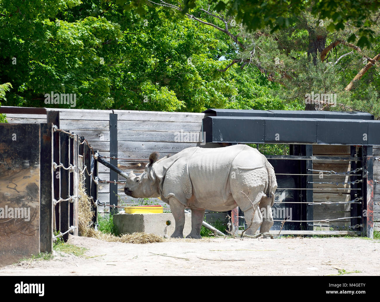 Homme rhinocéros à une corne, dans le logement d'un zoo Banque D'Images