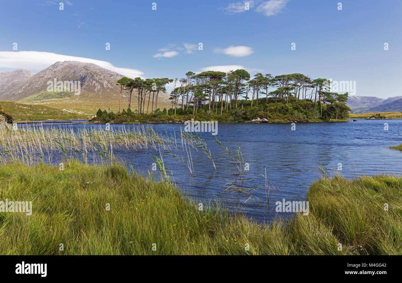 L'île des Pins en Derryclare Lough, Connemara, comté de Galway, en République d'Irlande. L'Irlande. Banque D'Images