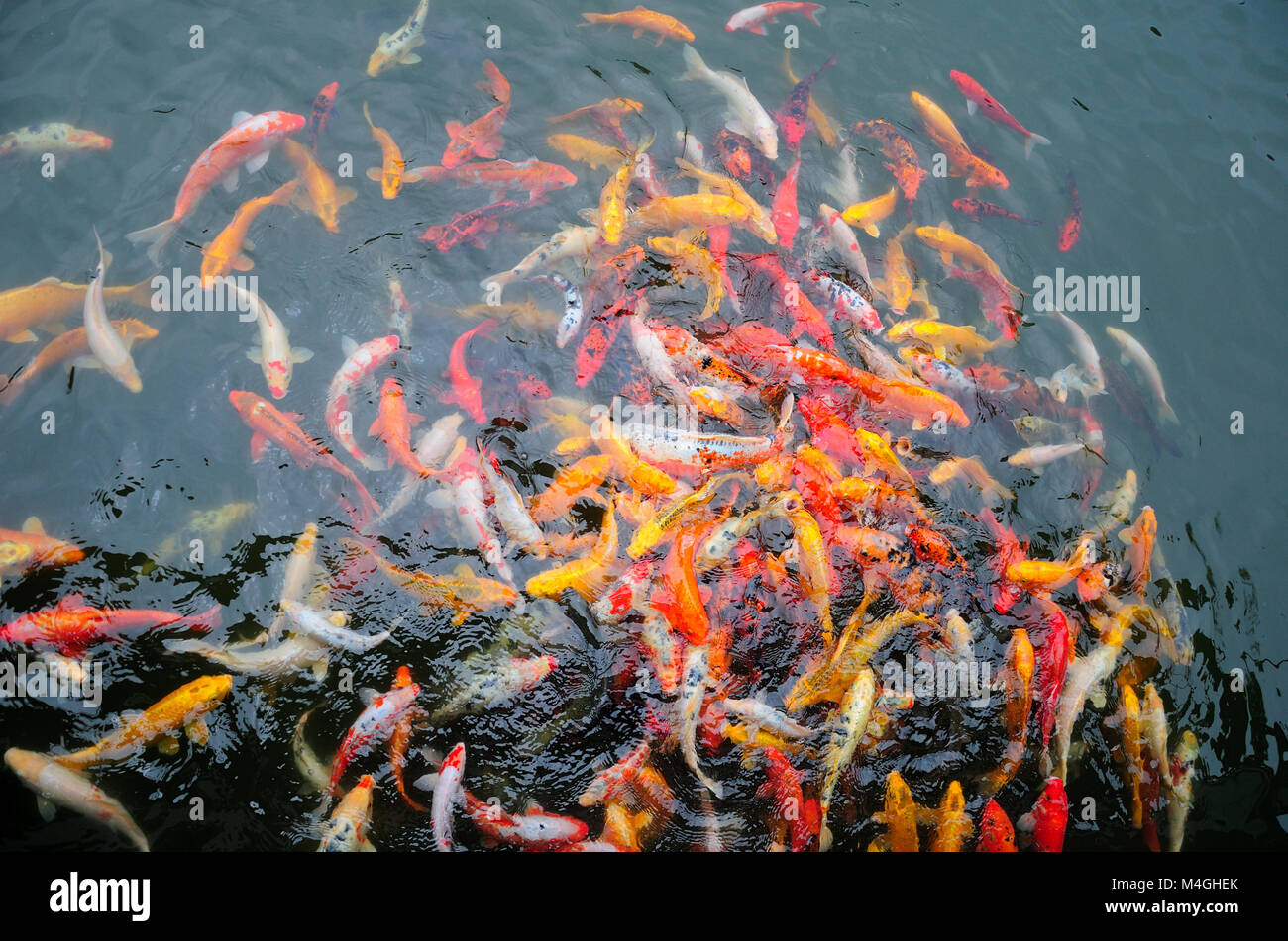 Un étang plein de grosses carpes asiatiques multicolores ou koi dans Li Yuan Garden en Chine à Shanghai ville Zhaojialou. Banque D'Images