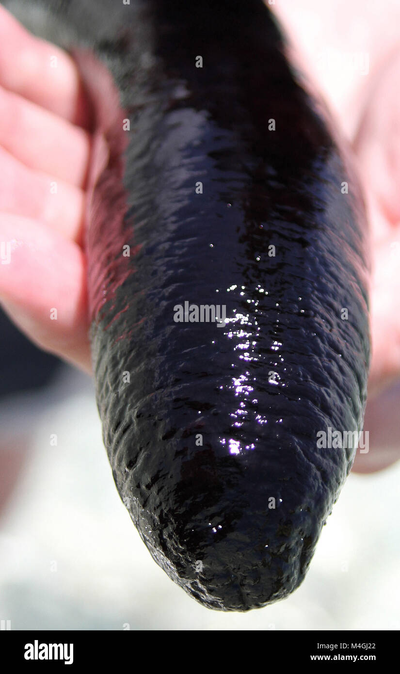 Concombre de mer noire, Holothuria atra, Zanzibar, Tanzanie Banque D'Images