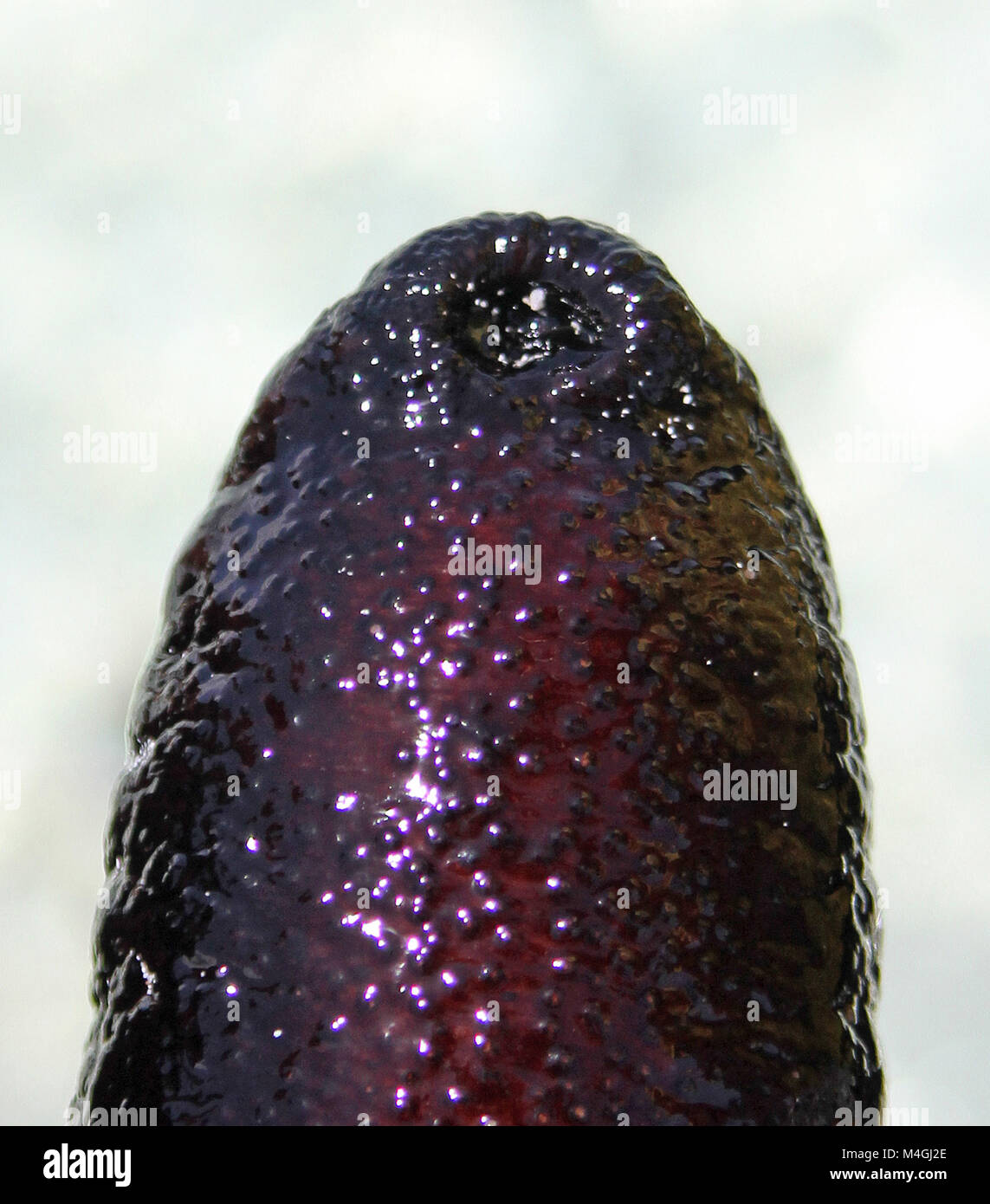 Face inférieure d'un concombre de mer noire, Holothuria atra, Zanzibar, Tanzanie Banque D'Images