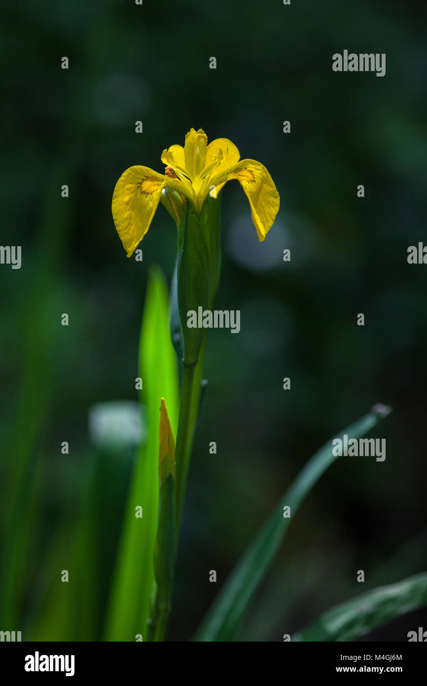 Iris aquatique jaune sur fond sombre. Abruzzes, Italie, Europe Banque D'Images