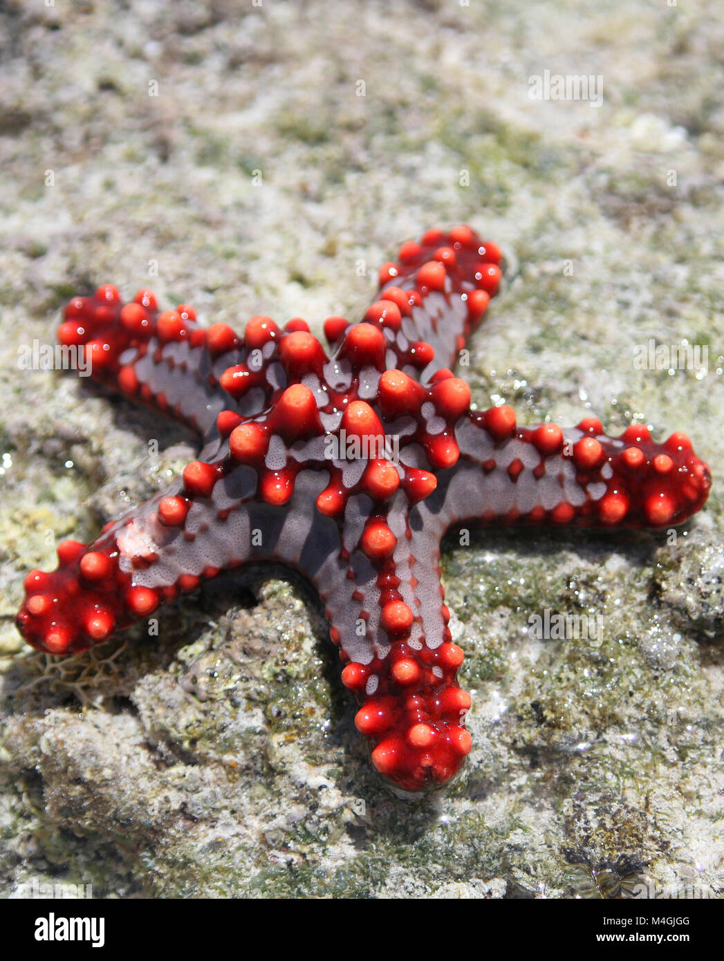 Red-étoile bulbés, Protoreaster linckii, Zanzibar, Tanzanie Banque D'Images