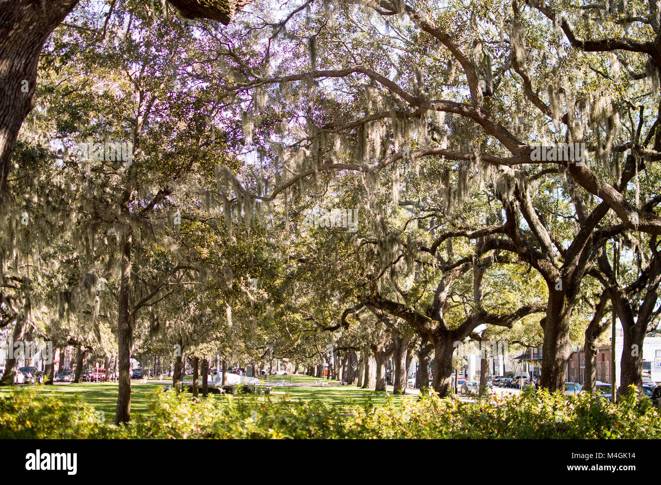 La mousse espagnole sur les arbres à Savannah Banque D'Images