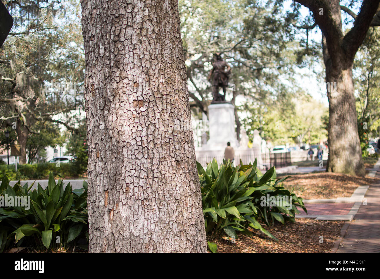 Tree in park square à Savannah Banque D'Images