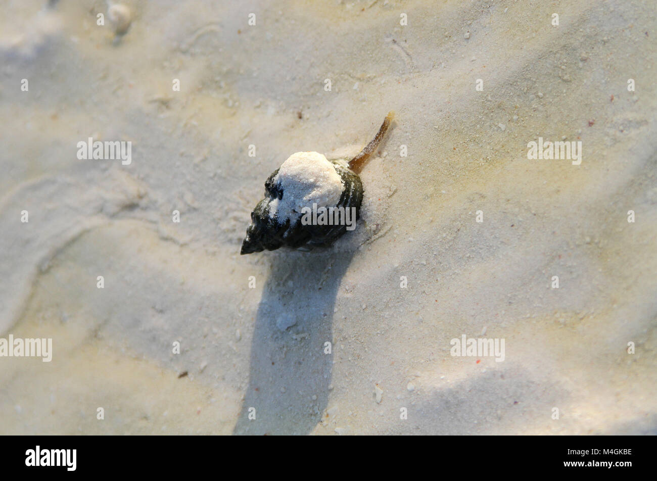 Escargot de mer sur la plage, plage de Nungwi, Zanzibar, Tanzanie Banque D'Images