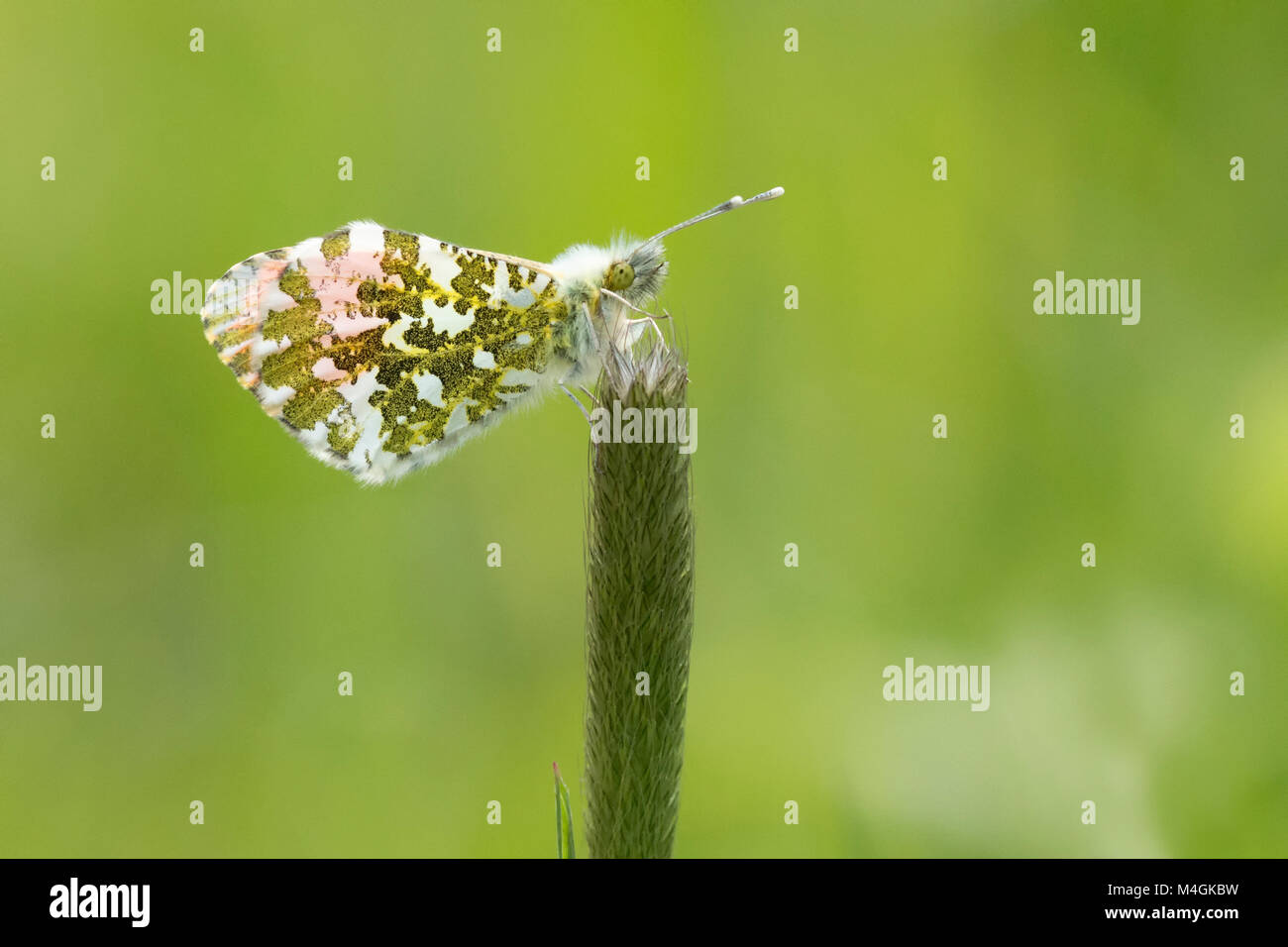 Astuce Orange butterfly Anthocharis cardamines (mâle) avec les ailes fermées et perché sur une tige d'herbe. Tipperary, Irlande. Banque D'Images
